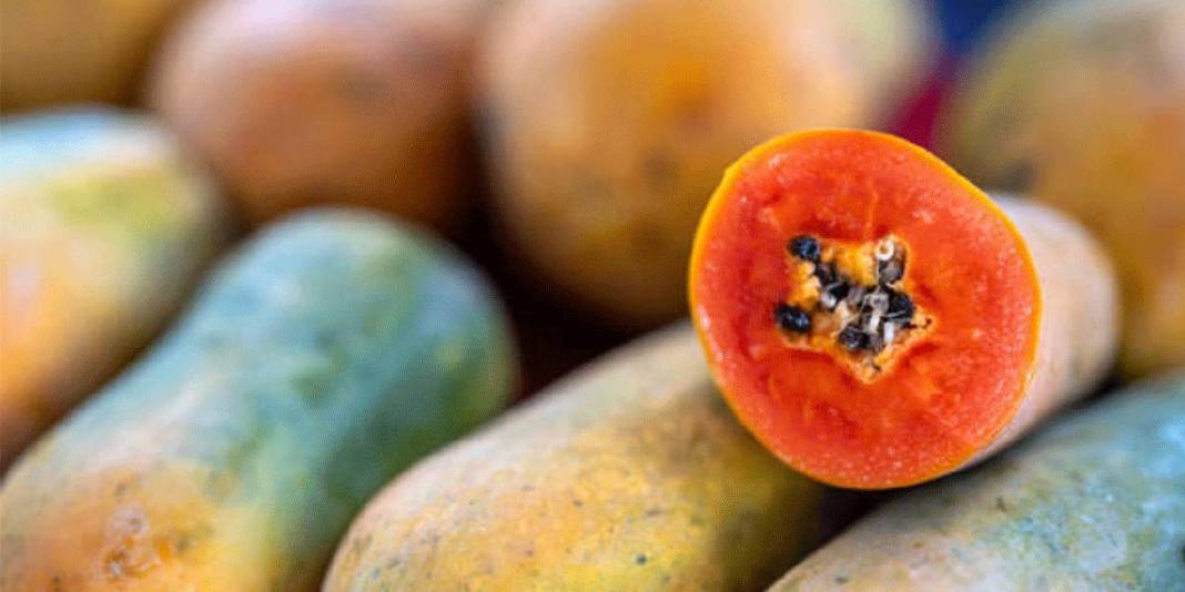 Alanya’dan dünyaya uzanan üretim! Haftada 3 ton ihracat ediliyor: Bir ağaçtan yılda 60 kg hasat ediliyor 7